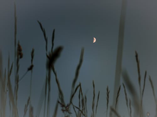 Kostnadsfri bild av blå himmel, halvmåne, mobil kamera