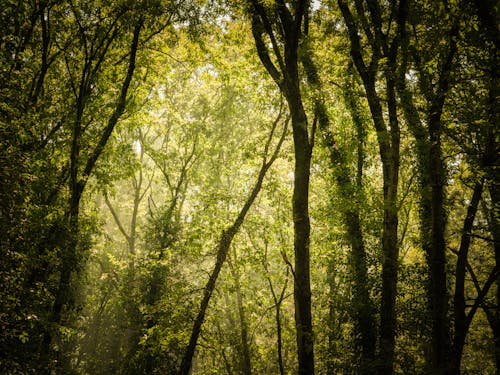 Kostnadsfri bild av leafs, mobil fotografering, mobil kamera