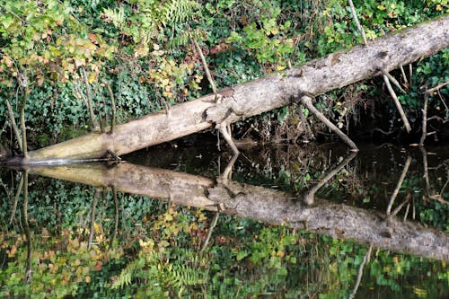 Darmowe zdjęcie z galerii z las, liście, natura