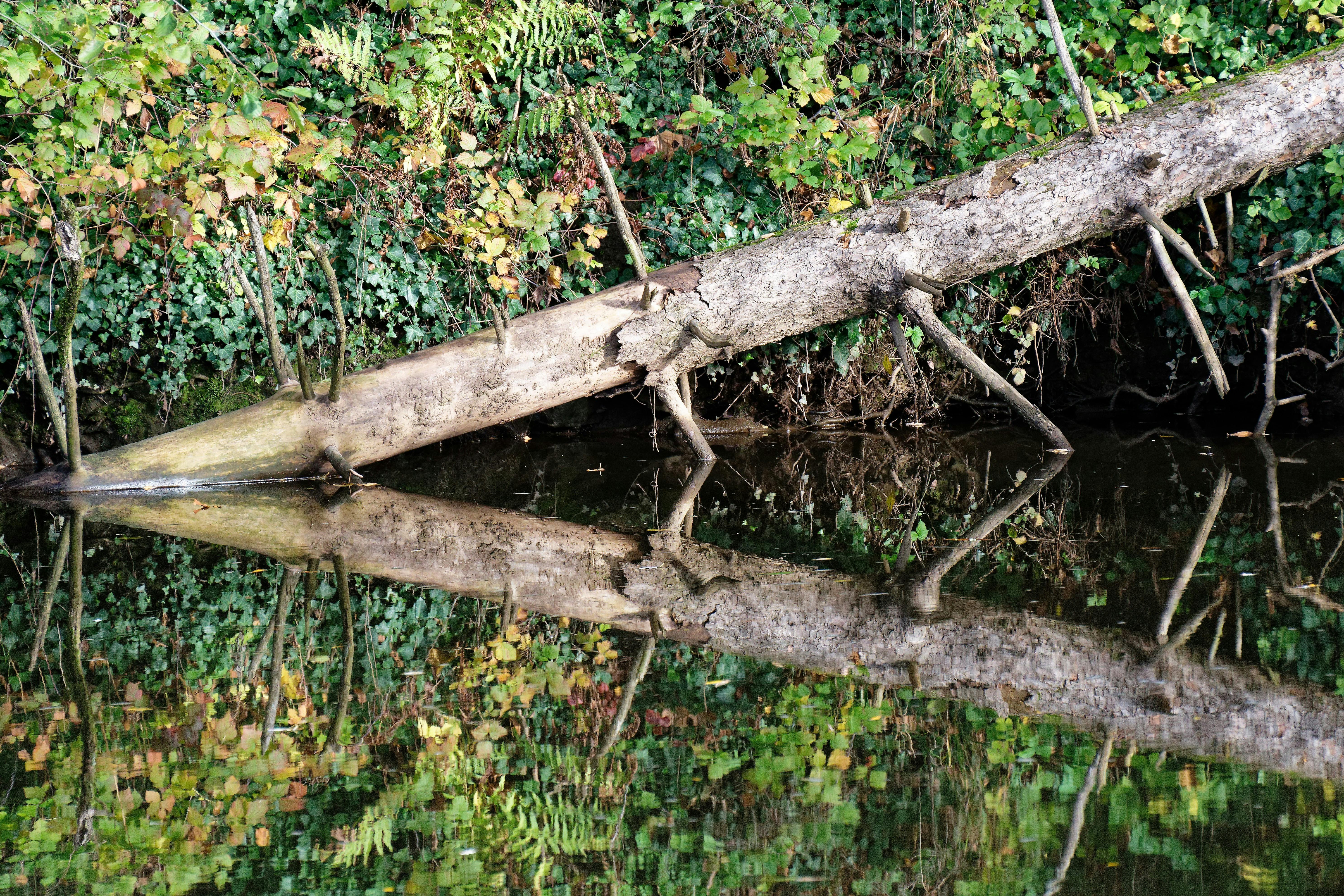 Free A serene reflection of a fallen tree in a lush German forest stream. Stock Photo