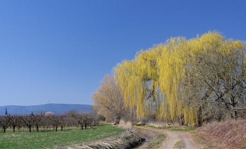 Weeping Willows over Dirt Road