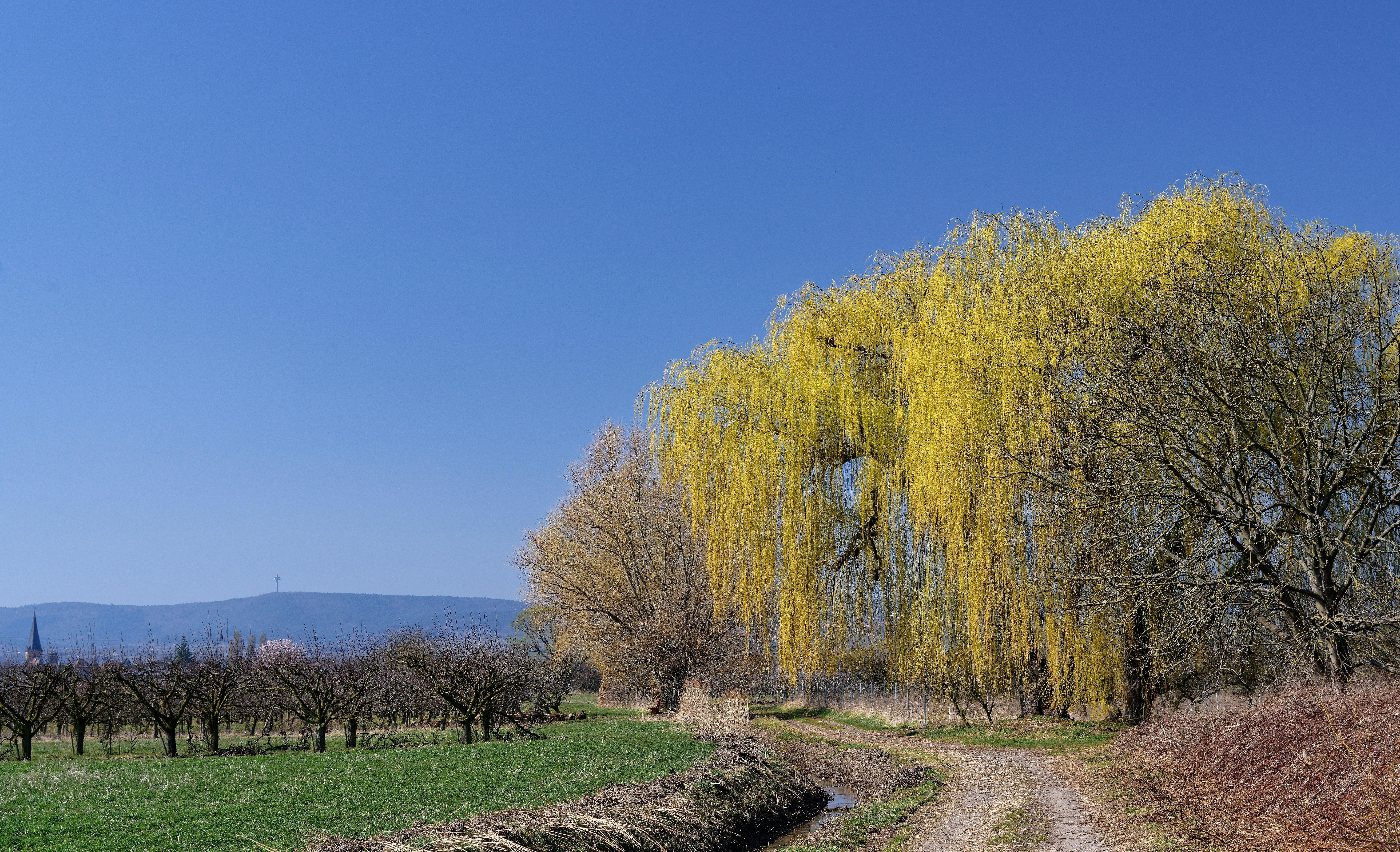 Weeping Willows over Dirt Road · Free Stock Photo