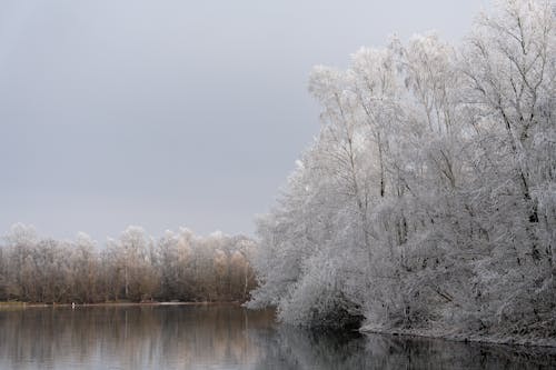 Бесплатное стоковое фото с деревья, зима, лес