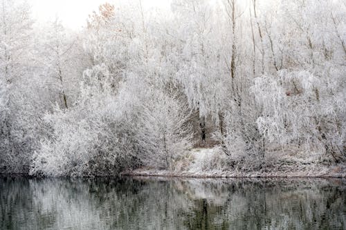 Ilmainen kuvapankkikuva tunnisteilla flunssa, lumi, luonto