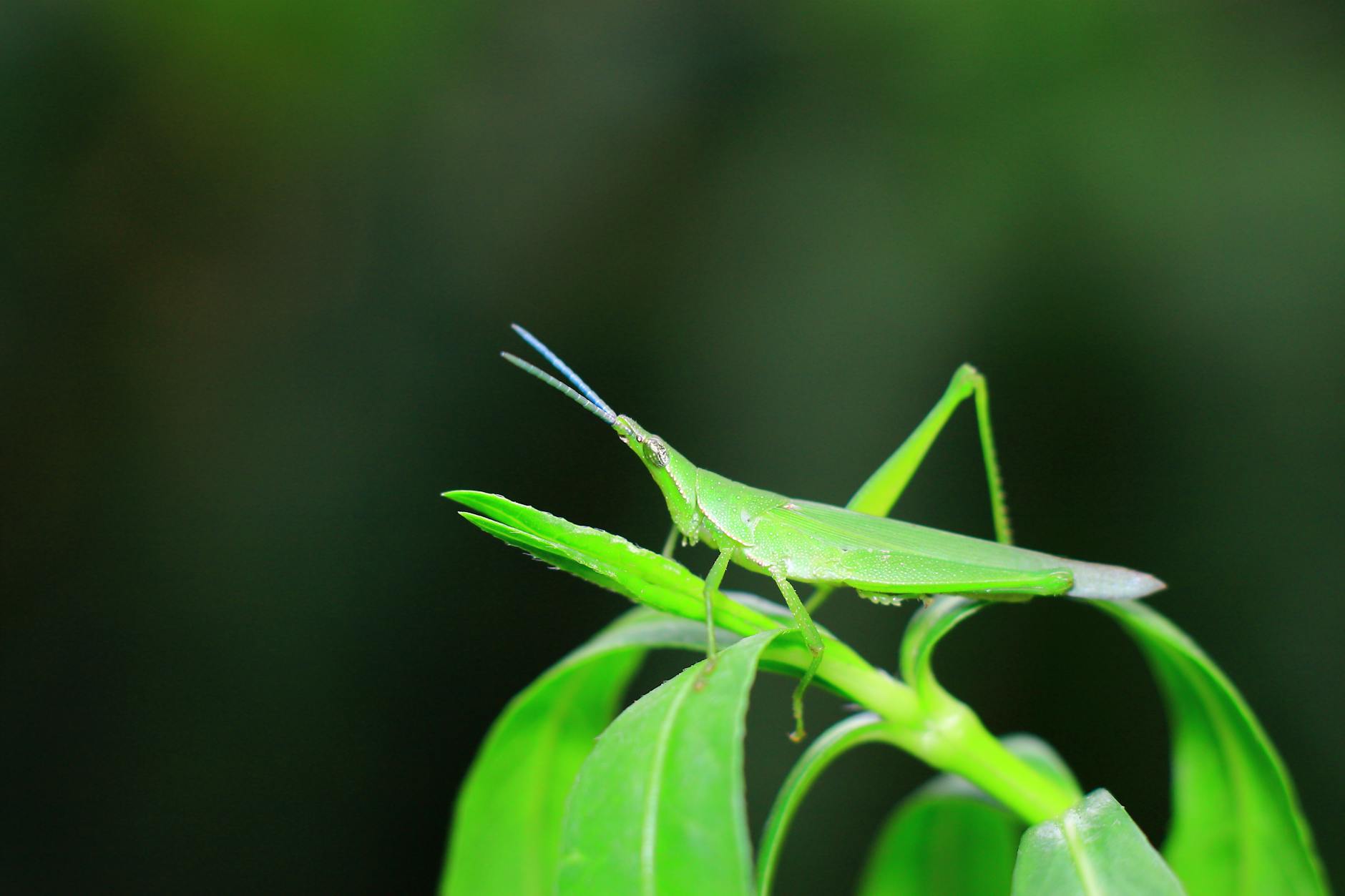 Pogo Sticking - The Ultimate Guide to Tricks, Safety, and History