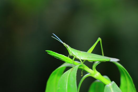 Macro shot of a vibrant green grasshopper perched on a leaf with a blurred background.