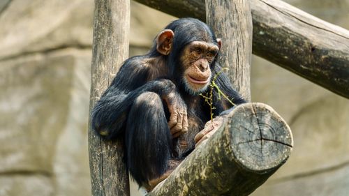Free Close-up of a chimpanzee sitting on a wooden structure, showcasing natural behavior. Stock Photo