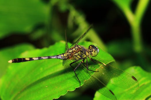 Detailed macro photo of a dragonfly perched on a vibrant green leaf.