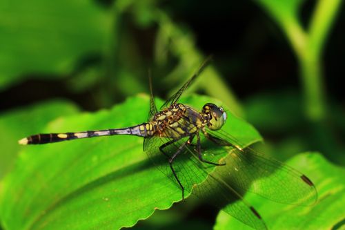Free Detailed macro photo of a dragonfly perched on a vibrant green leaf. Stock Photo