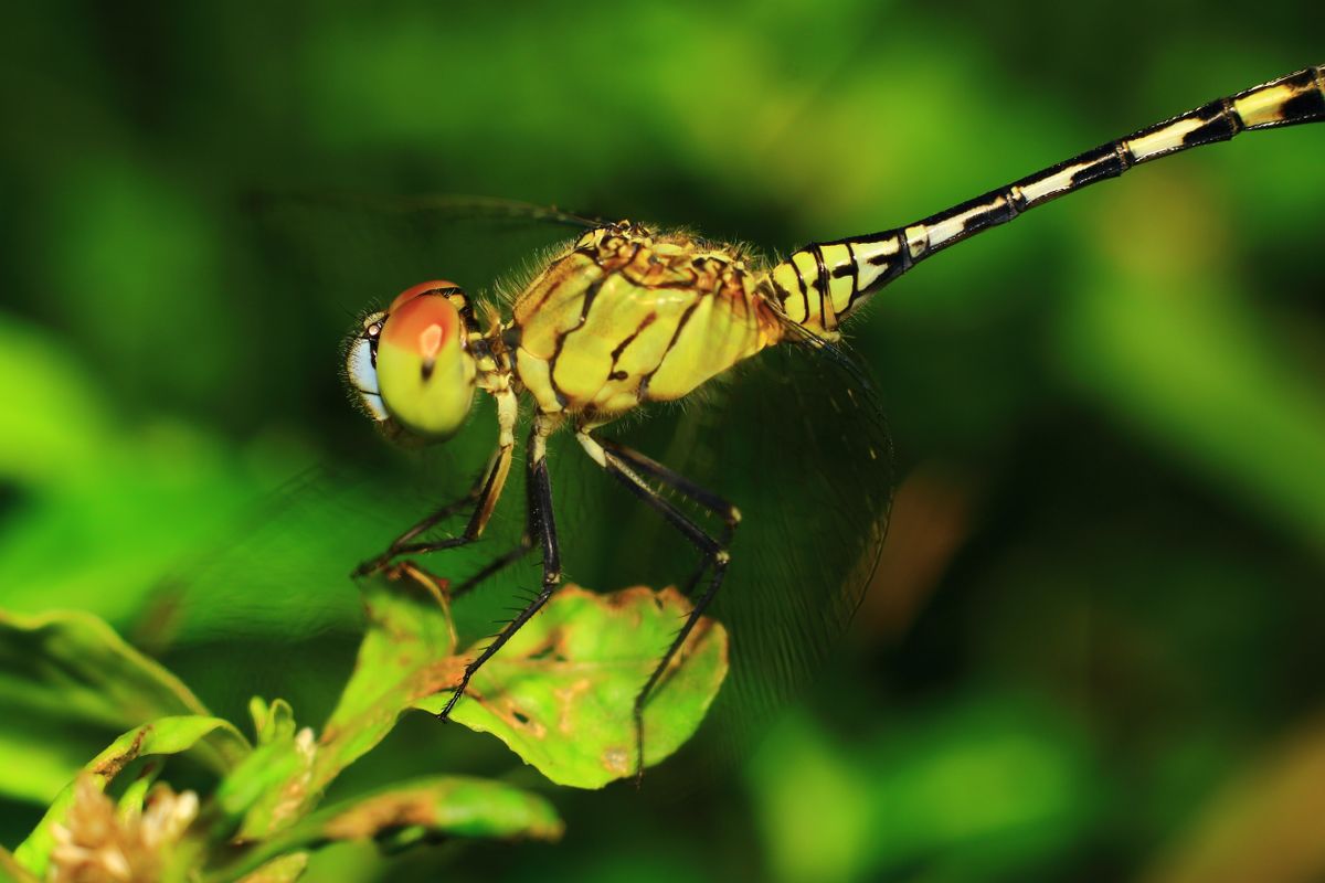Close-Up of Dragonfly Resting on Branch · Free Stock Photo