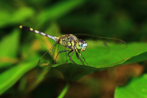Free A vibrant dragonfly captured in detail as it rests on a lush green leaf. Stock Photo