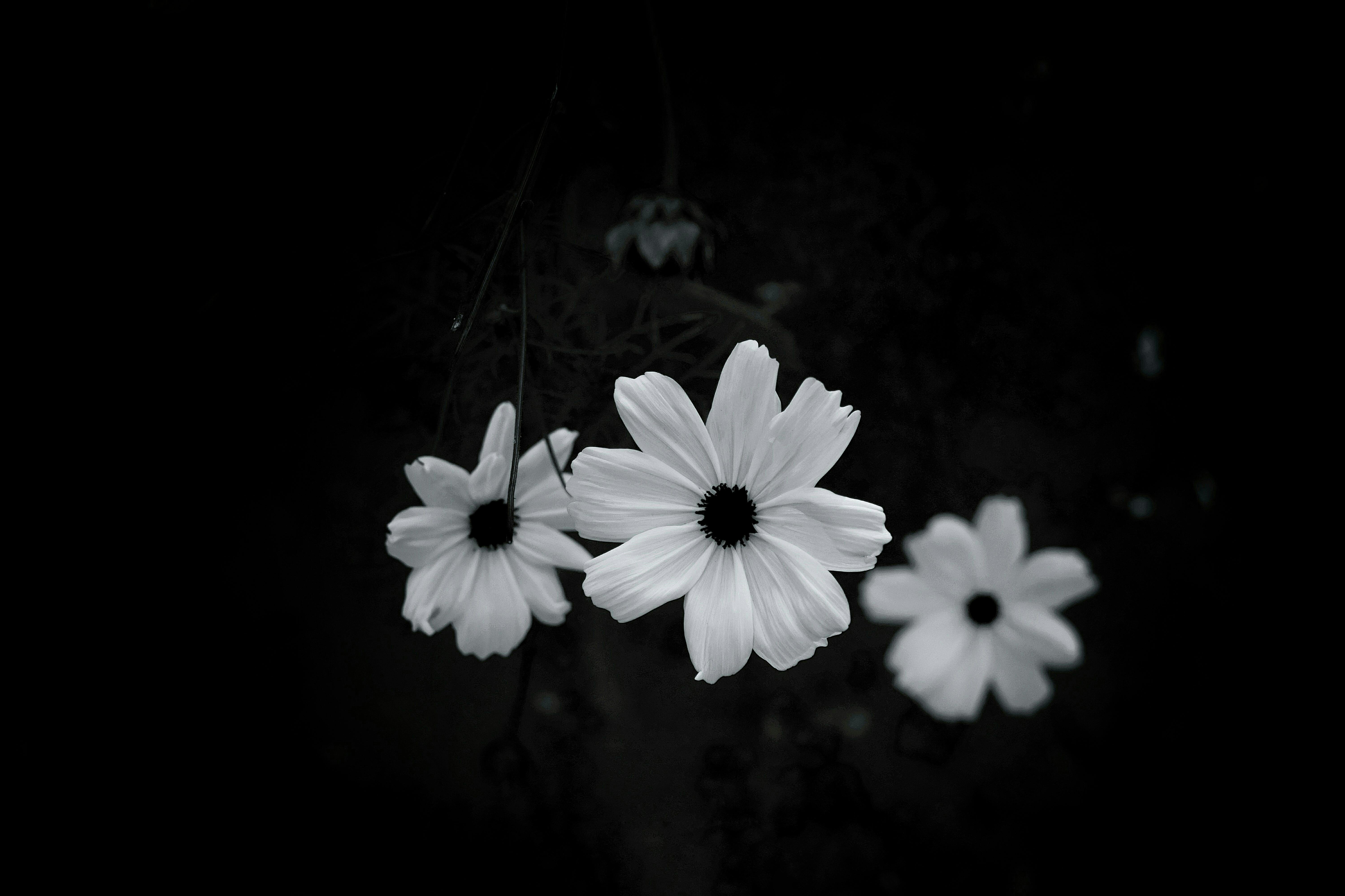 black and white flowers wallpapers