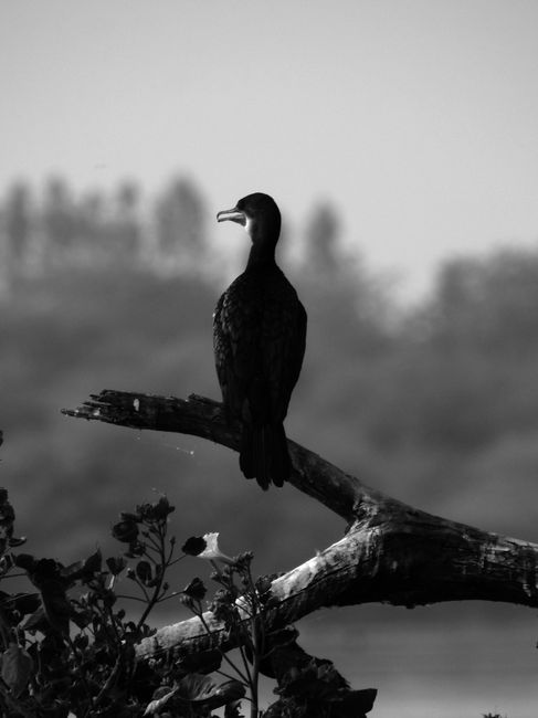 Back view of a cormorant perched on a tree branch in nature, GJ, India.
