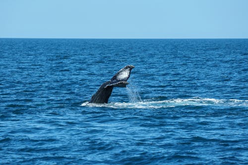 Whale Tail over Water