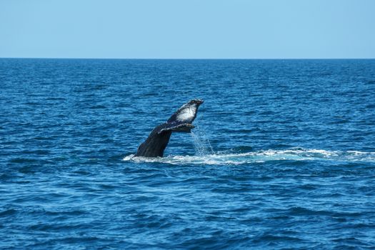 Humpback whale's tail splashing in the blue ocean, captured in mid-dive.