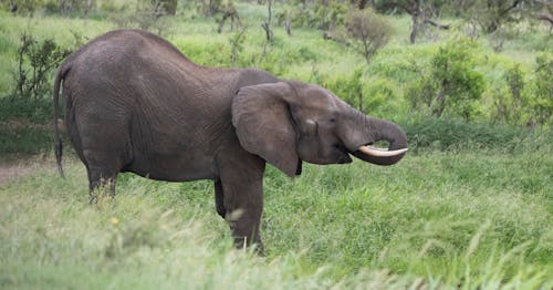 Elephant in Nature