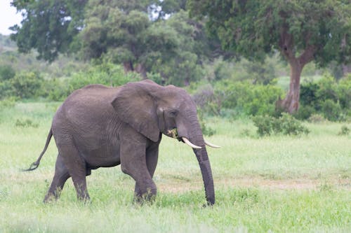 Elephant in Nature