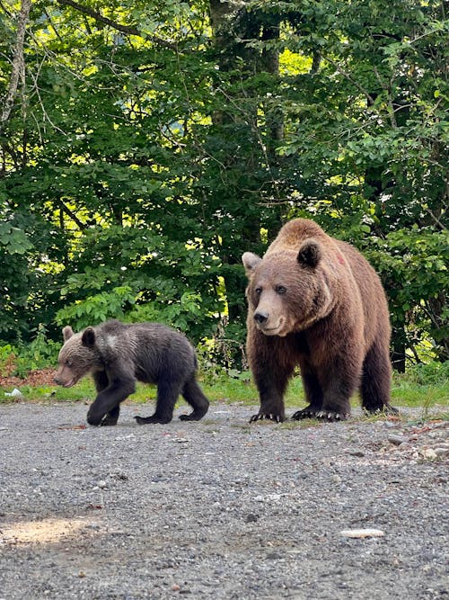 Bear and Cub in Forest