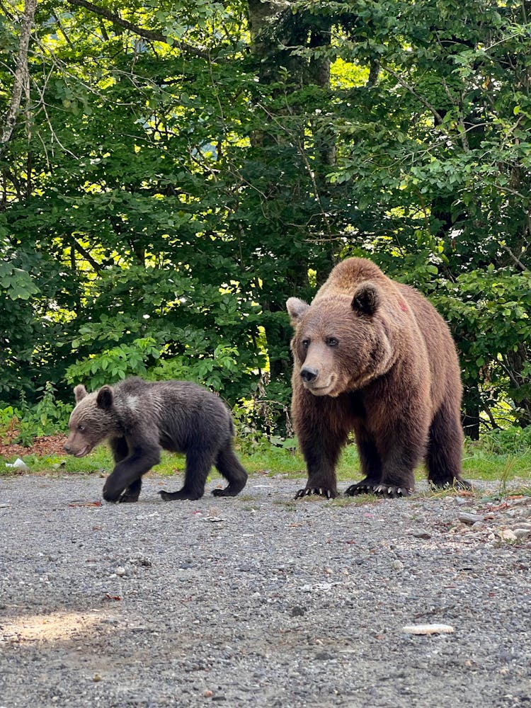 Bear And Cub In Forest