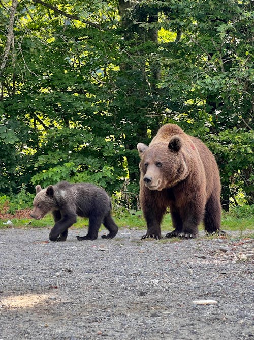 Free Bear and Cub in Forest Stock Photo