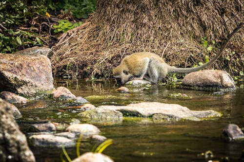 Vervet Monkey on Rock