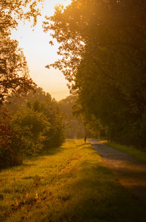Free A tranquil pathway in a German park bathed in warm sunrise light, surrounded by lush summer greenery. Stock Photo