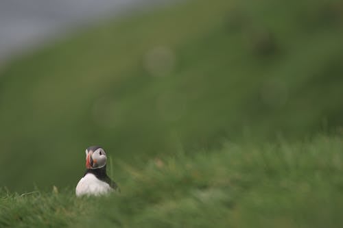 Foto stok gratis bidang, burung, burung laut