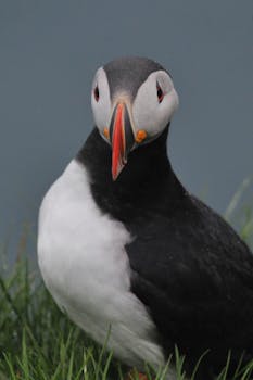 Close-up of an Atlantic Puffin in Vestmannaeyjar, Iceland, showcasing its vibrant beak and distinctive features.