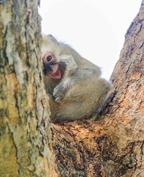 Perched Vervet Monkey