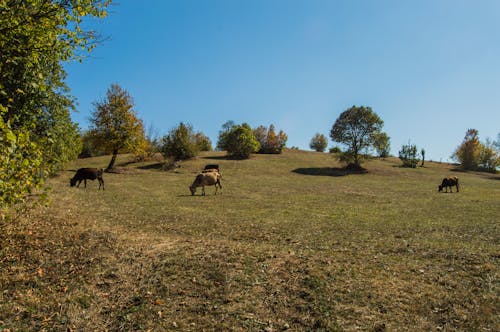 가축, 나무, 농업의 무료 스톡 사진