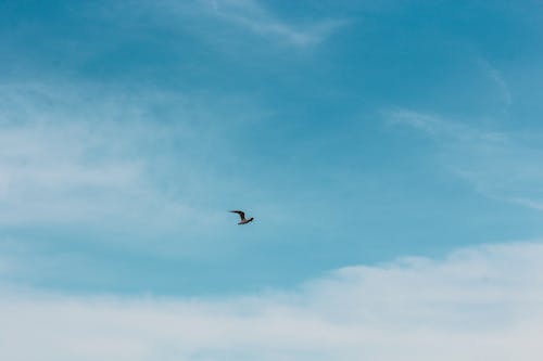 Free stock photo of above, abstract, aerial