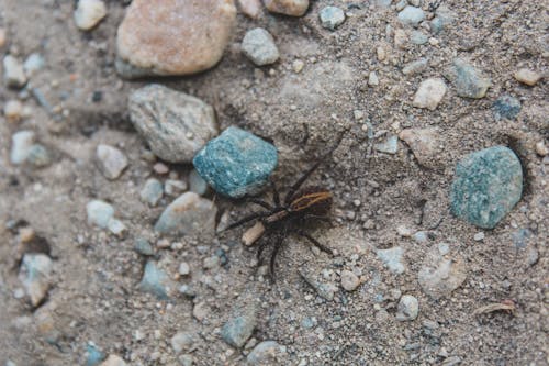 Foto profissional grátis de aranha, areia, chão