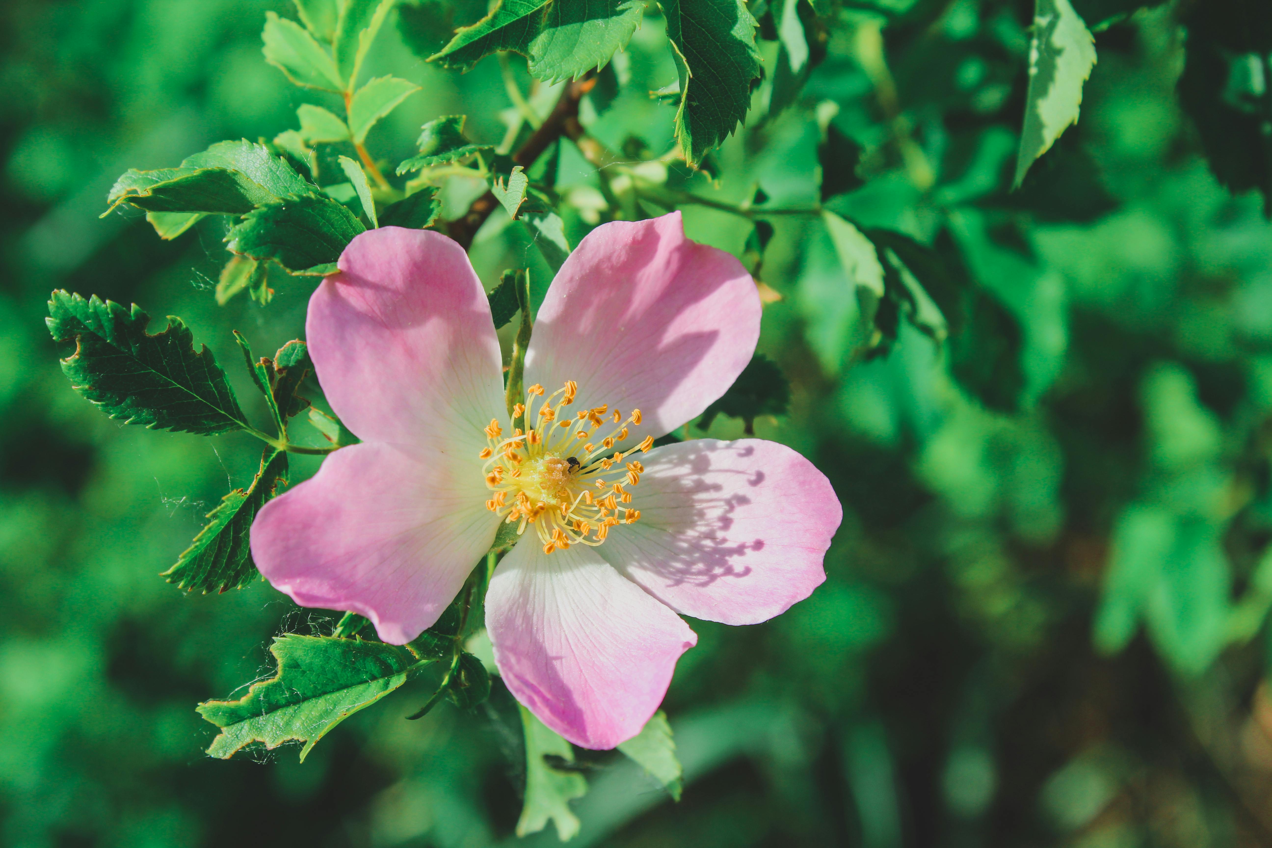 Plantes et Fleurs : Comment Choisir les Bonnes pour votre Jardin ?