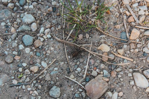 Photos gratuites de araignée, cailloux, galets