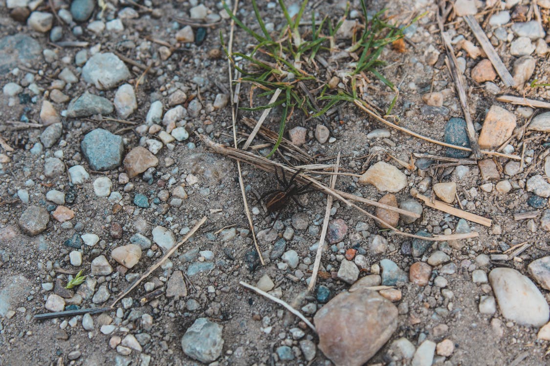 クモ, ラフな, 地面の無料の写真素材