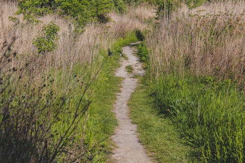 A Path on a Grass Field 