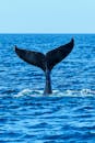 Tail of Whale