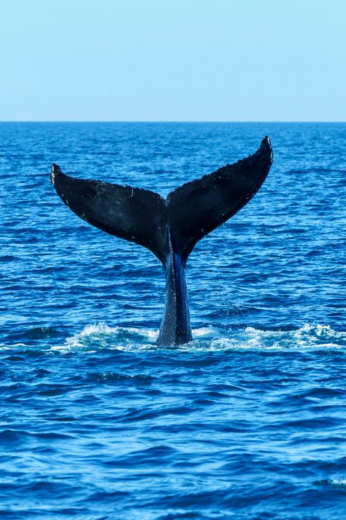 Free A stunning view of a whale's tail fin emerging from the vibrant blue ocean. Stock Photo