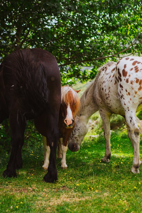 Horses Standing Close to Each Other on Pasture