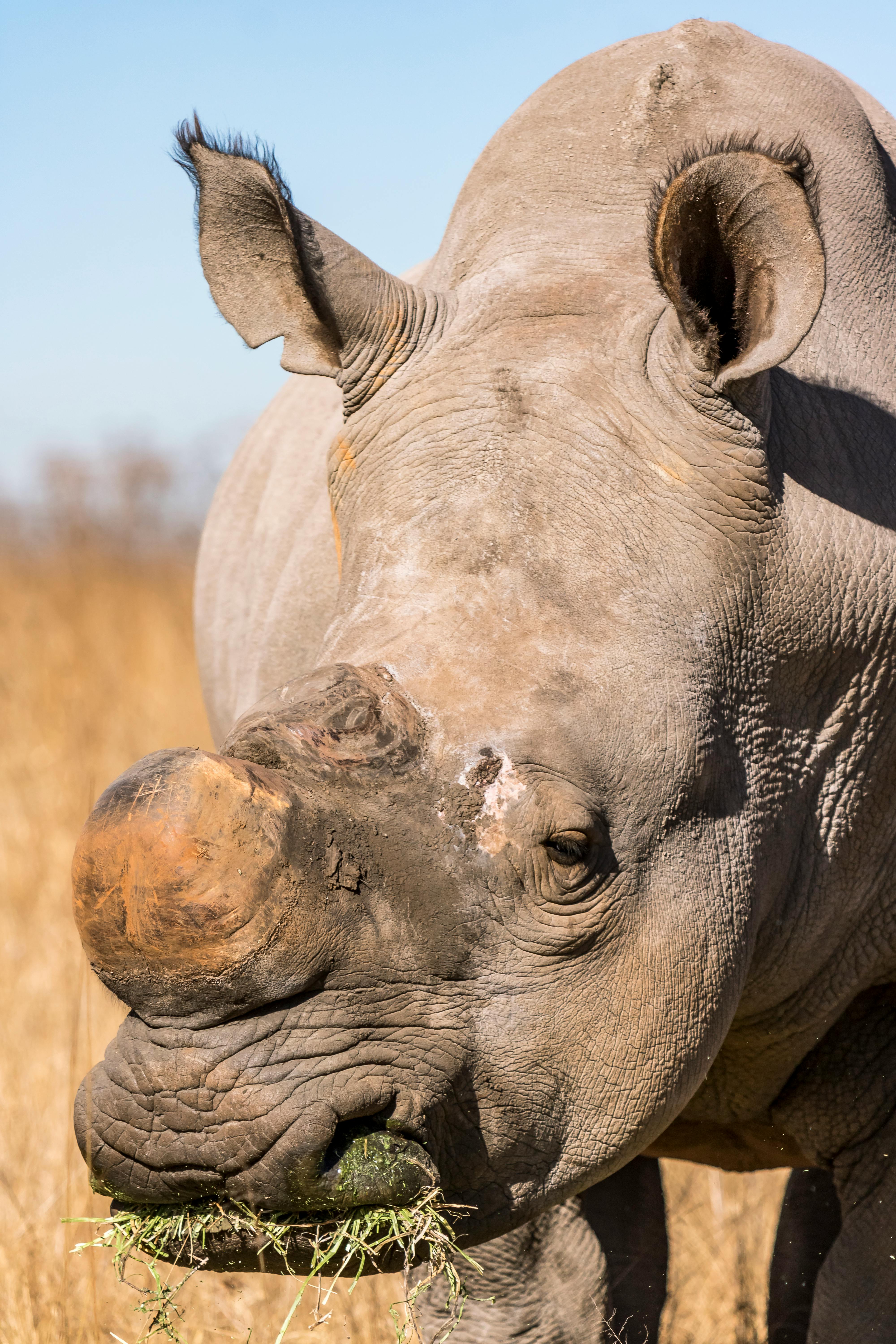 grátis Foto profissional grátis de África, animais selvagens, animal Foto profissional