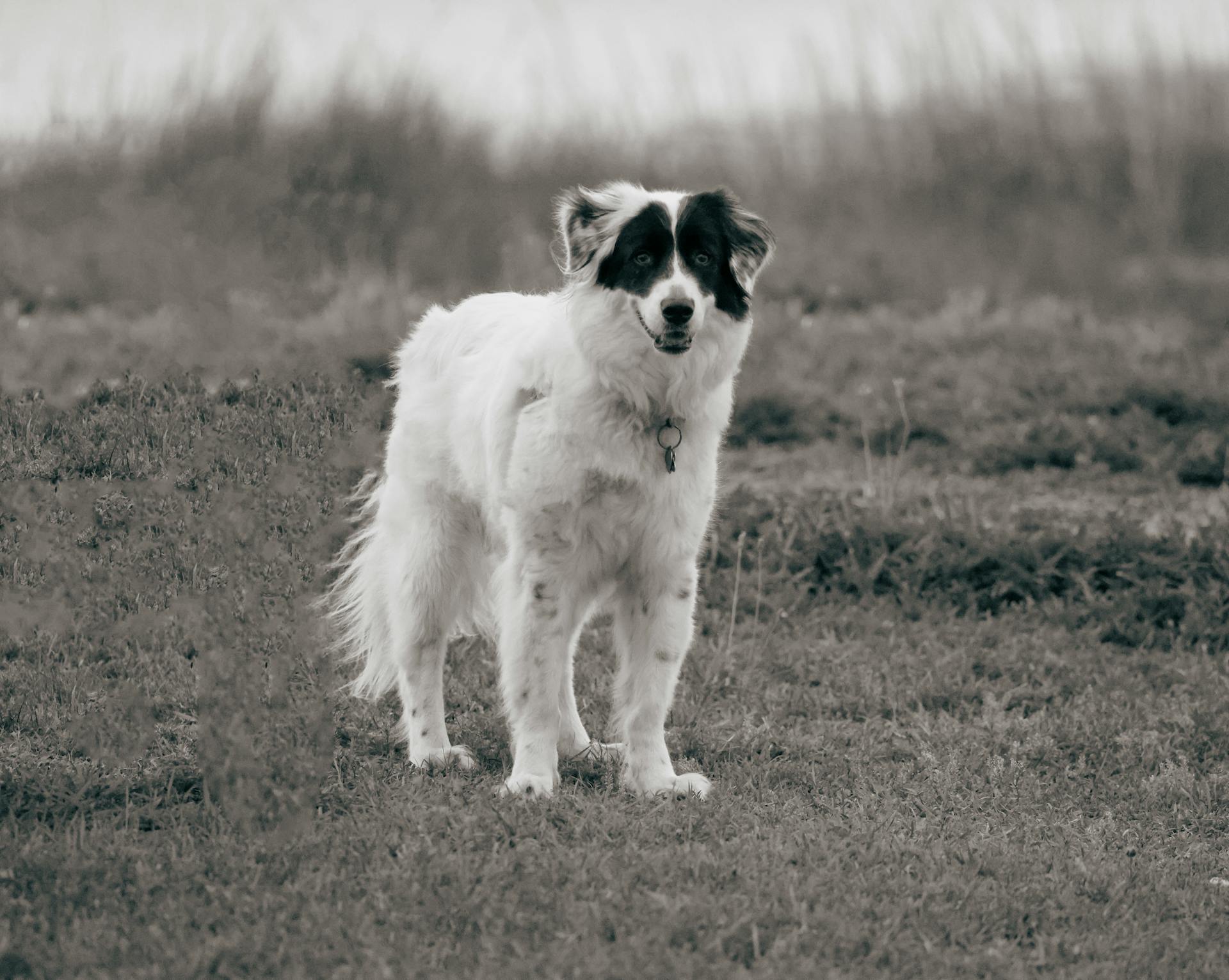 Australian Shepherd in Countryside