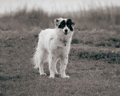Free A black and white photo of an Australian Shepherd standing in an open field. Stock Photo