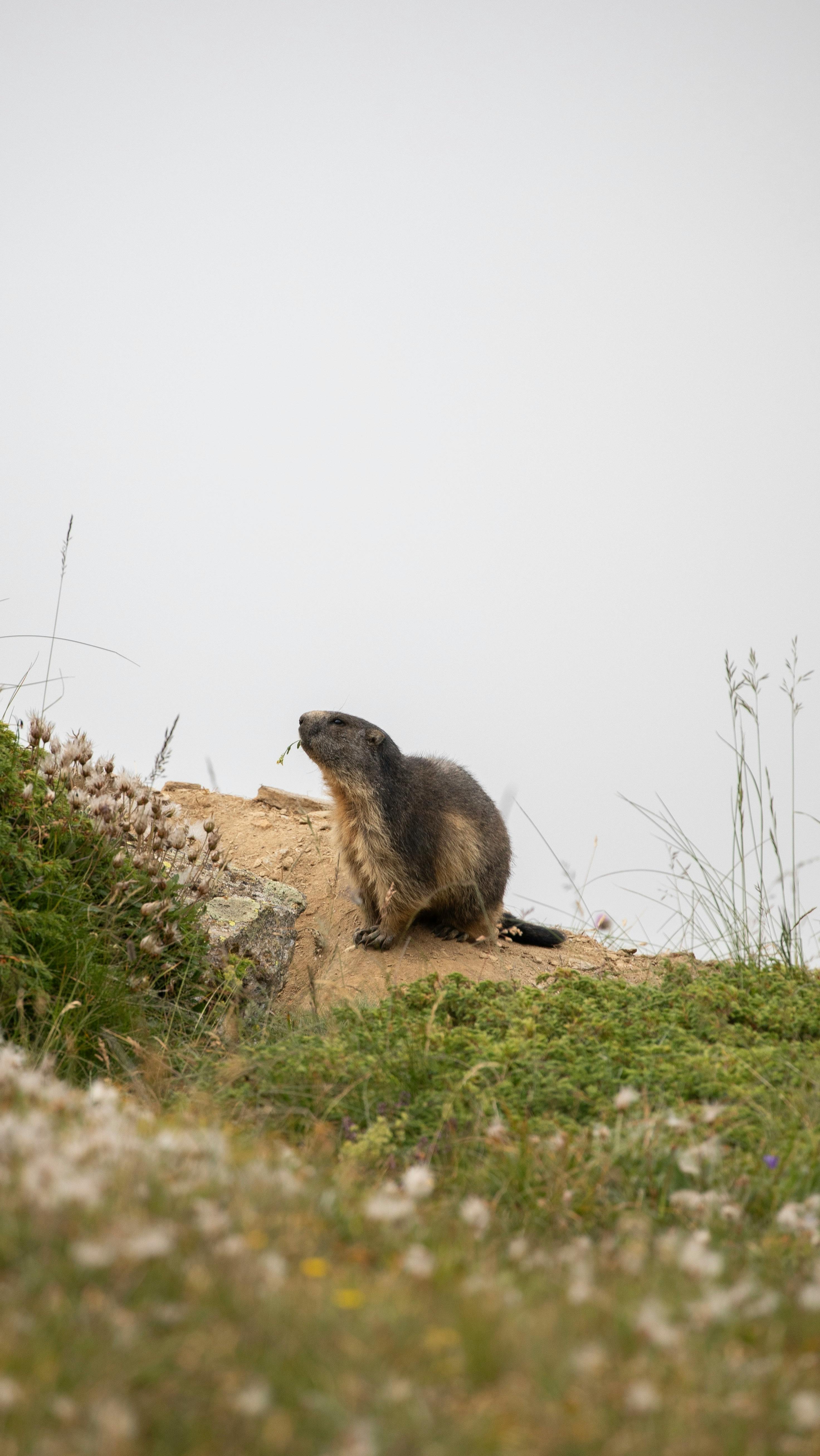 A wild marmot sits on a grassy hill in Val-Cenis, France.
