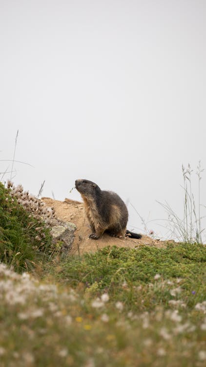 Immagine gratuita di erba, fotografia di animali, fotografia naturalistica