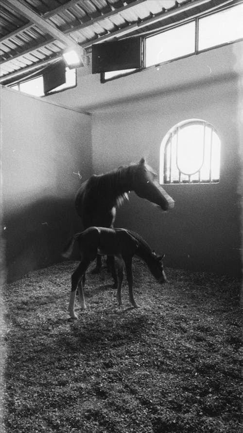 Základová fotografie zdarma na téma černobílý, fotografování zvířat, hříbě