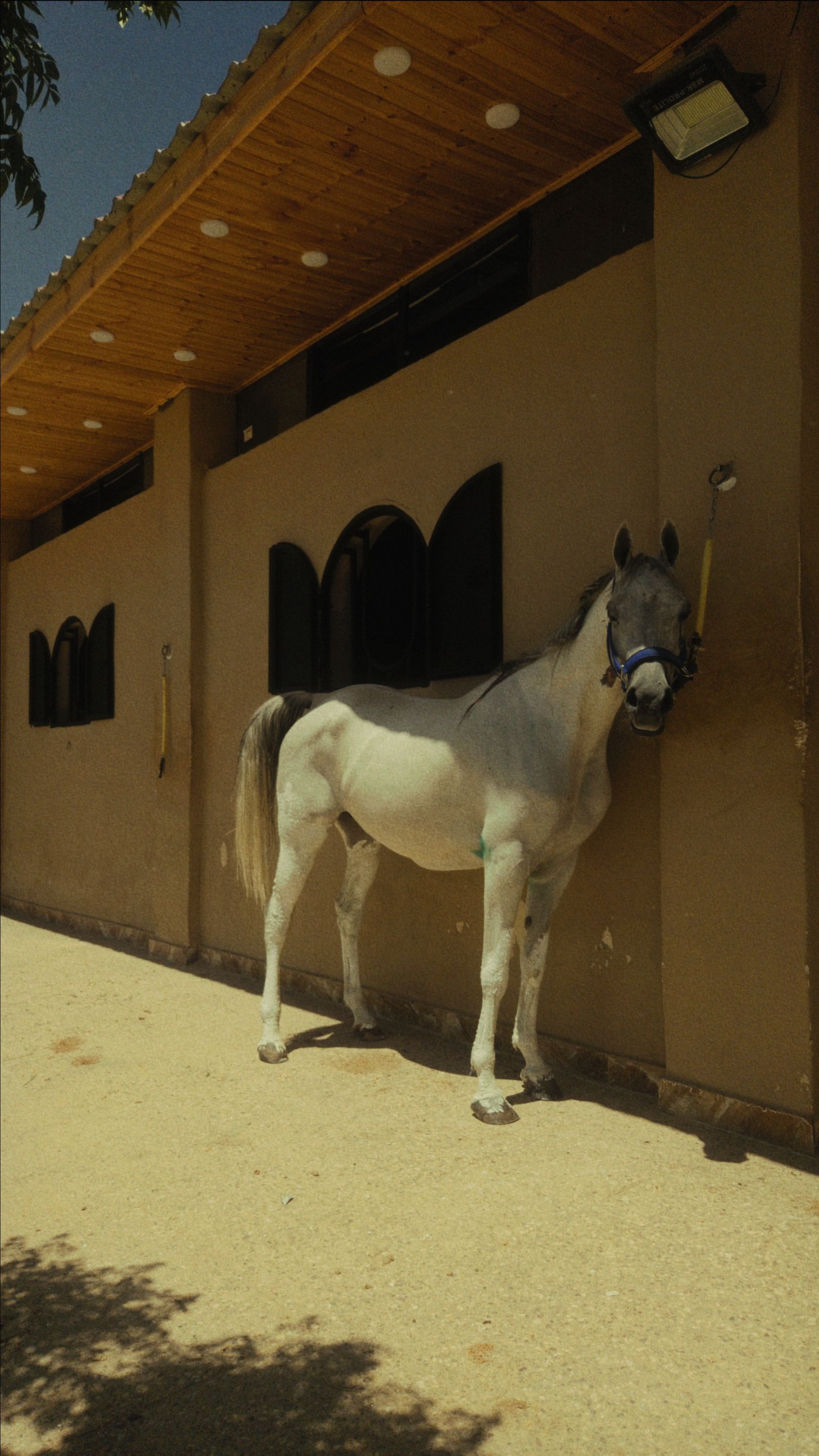 A majestic white horse stands by a stable wall under the sun, showcasing tranquility and elegance.