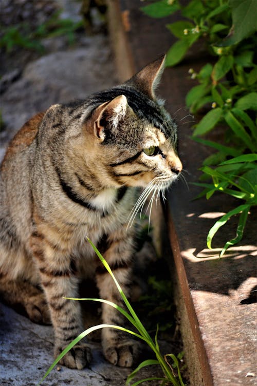 Close up of Cat Head