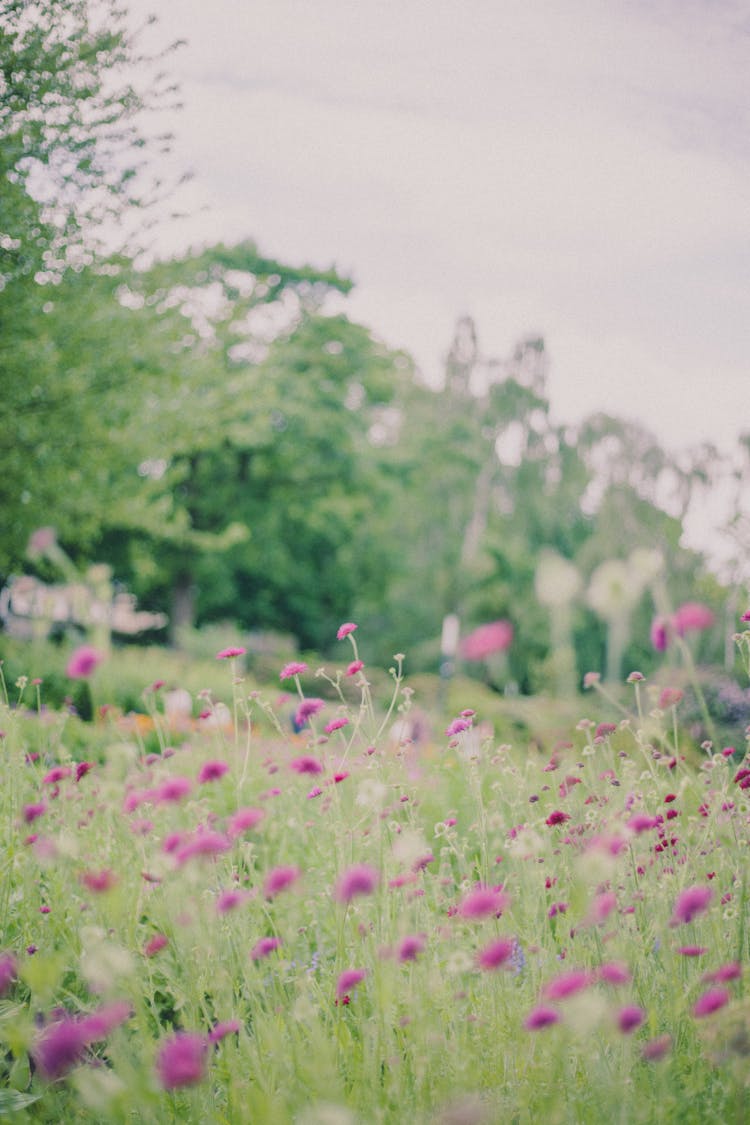 Purple Flowers On Meadow