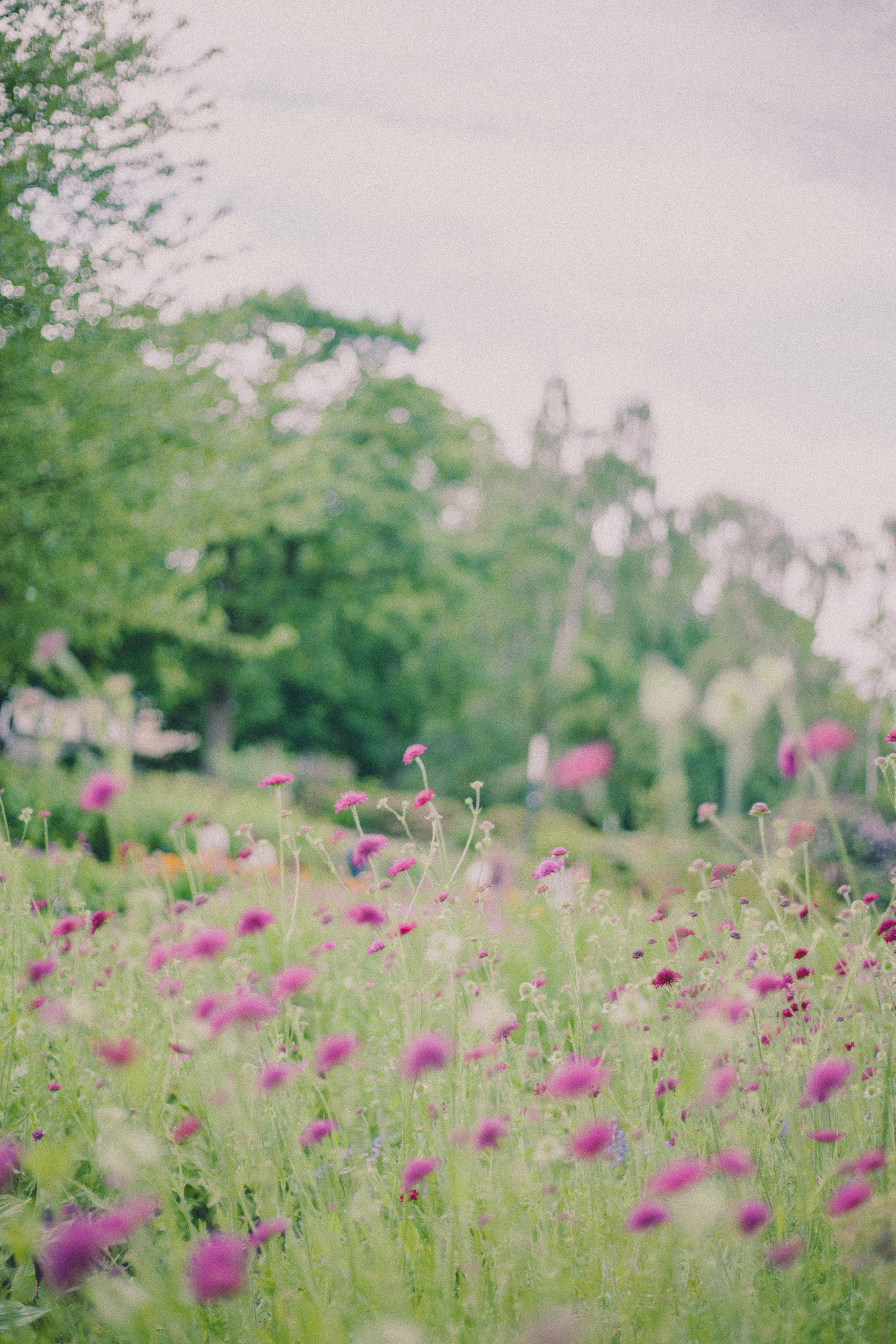 Purple Flowers on Meadow · Free Stock Photo