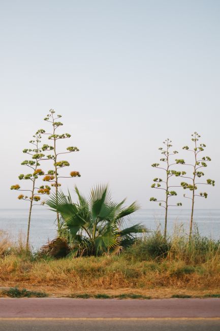 Tranquil view of coastal plants by the sea in Sa Ràpita, Spain.
